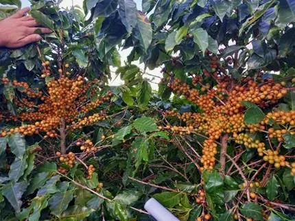 28ª edição da EXPOCAFÉ, que acontece entre os dias 27 e 29 deste mês, no aeroporto de Três Pontas, Minas Gerais. Foto Divulgação