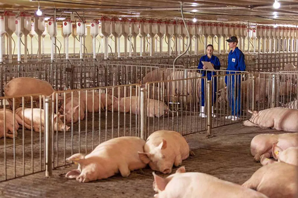  O sistema “Cobre e Solta” permite que as fêmeas suínas se movimentem livremente nas baias e tenham mais conforto, alinhando-se às diretrizes de bem-estar animal da Aurora Coop. (Foto: arquivo/Aurora Coop).