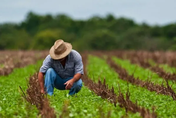 Sistema FAEP orienta produtores sobre prorrogação das parcelas de crédito rural