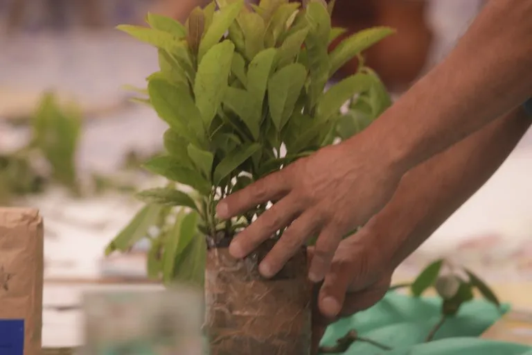  A erva-mate do Paraná agora é Patrimônio Agrícola Mundial! 
