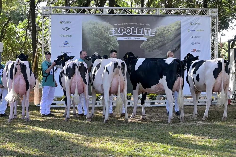 Exposição de Gado Holandês na Expoleite movimenta o agronegócio em Arapoti. Foto Toninho Anhaia