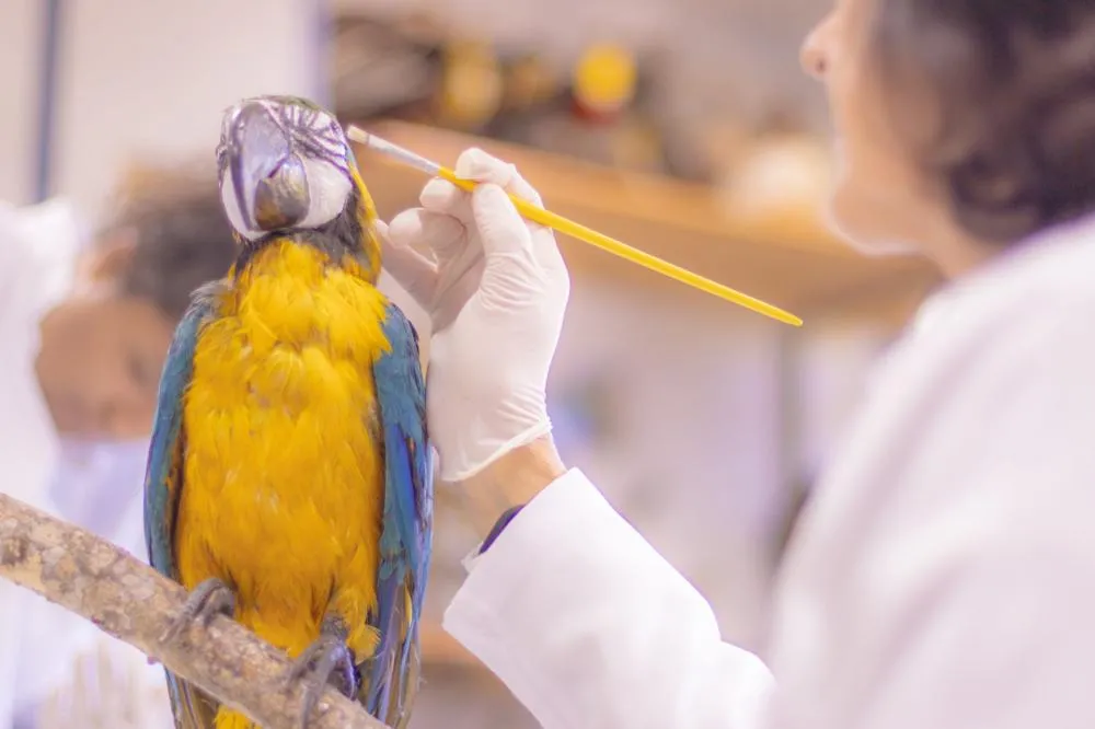 Pesquisa e ensino: Laboratório de Zoologia da UEPG tem mais de mil animais conservados Foto: Jéssica Natal/UEPG