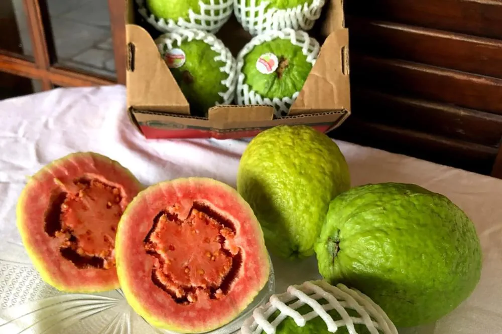 Fruticultura paranaense em foco: Carlópolis sediará o VI Simpósio Estadual Foto: IDR-PARANÁ