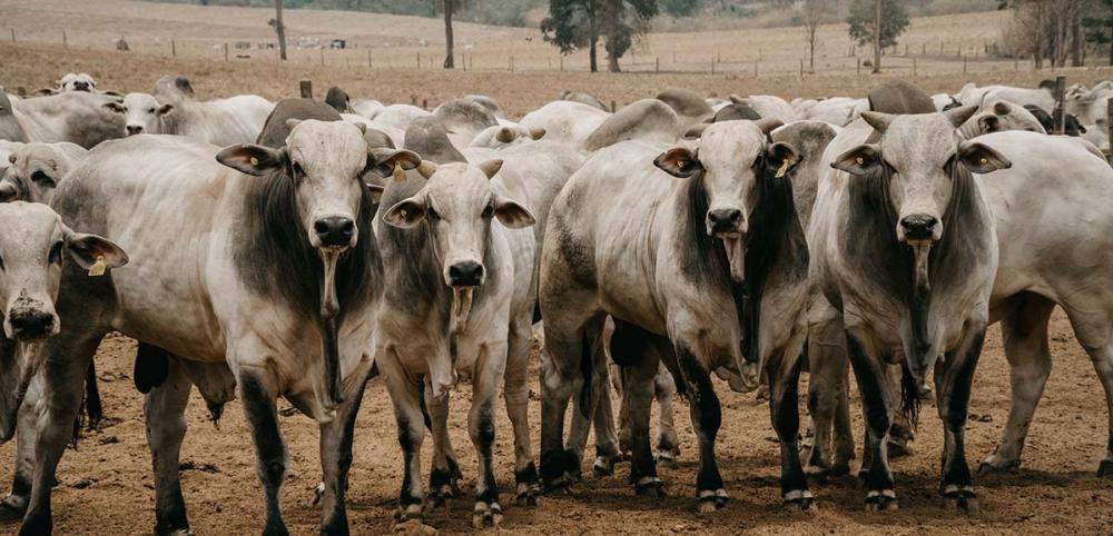 A alta no preço dos insumos e a falta de boi magro para a reposição, preocupam os produtores e deixam incerto o cenário, principalmente, para os próximos dois anos.