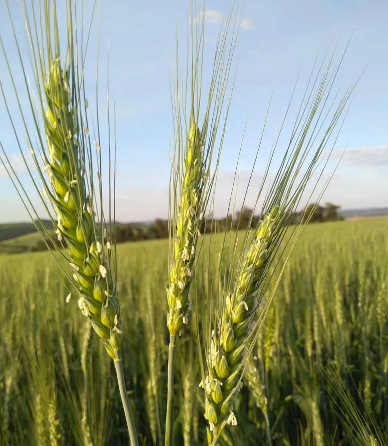 A cevada é uma das cultivares de inverno que terá espaço na nova área demonstrativa da Expoleite 2025 (Crédito: Andreia Piati)