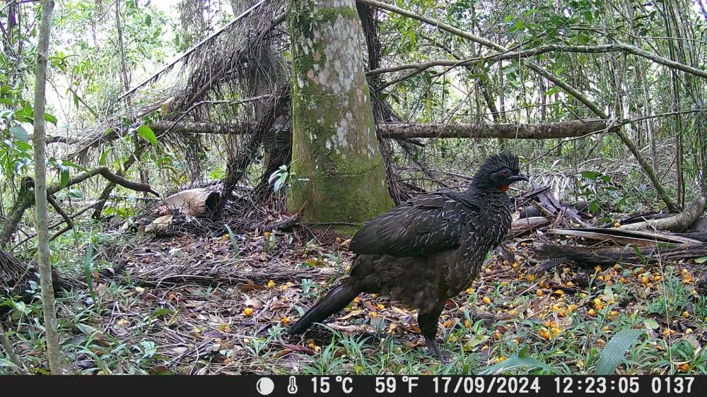 Buraco do Padre revela riqueza da fauna silvestre em estudo da UEPG. Fotos divulgação