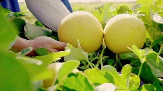 Lançamentos incluem fungicidas e variedades inovadoras de frutas e de milho doce. Fotos Divulgação Assessoria de imprensa