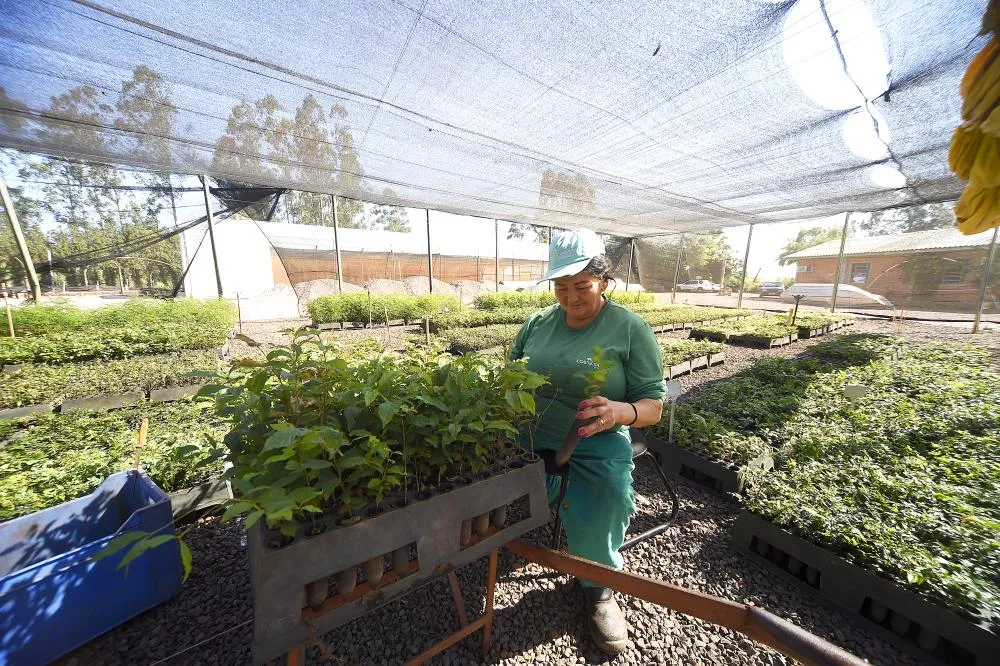 IAT anuncia plano de modernização sustentável de viveiros e laboratórios de mudas Foto: Denis Ferreira Netto/SEDEST-PR