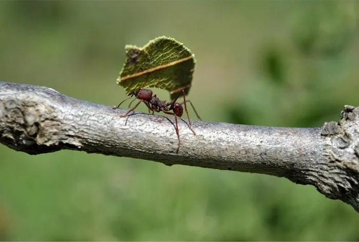Formigas cortadeiras ameaçam setor florestal. Foto Divulgação APRE 