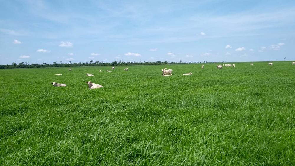 Com exceção de 2020, desde 2014 são realizados anualmente dias de campo que abordam diversos aspectos da ILP na propriedade. Em paralelo aos dias de campo, é realizada uma reunião técnica de Integração Lavoura-Pecuária-Floresta (ILPF) na Unoeste, em Presi