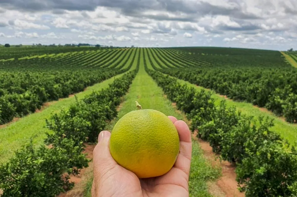 Estado prorroga por 180 dias emergência fitossanitária contra o greening Foto: SEAB