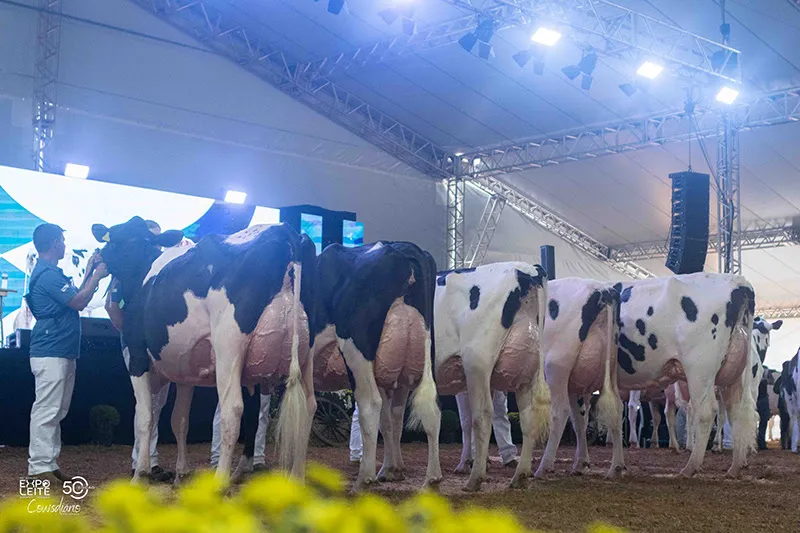 Além da pecuária de leite, feira busca evidenciar outras frentes de atuação da Capal; evento com entrada gratuita oferece atrações musicais e praça de alimentação com cardápio diversificado(Crédito: Cows Diário)
