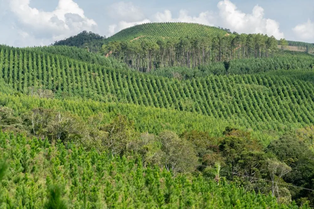 Taxação dos EUA sobre produtos brasileiros impacta setor florestal e acende alerta na cadeia produtiva. Foto APRE 