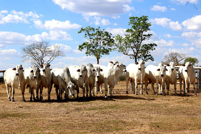 Segundo os organizadores, essa decisão foi tomada porque defendem ser necessário acompanhar o desenvolvimento do Nelore PO por um período mais prolongado.