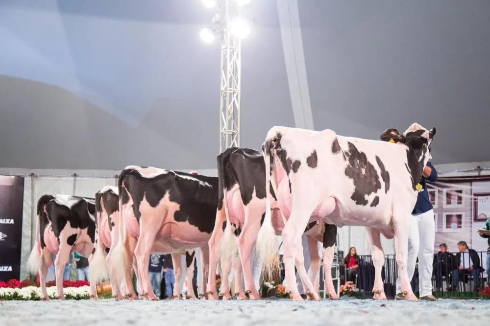 Programação do Agroleite 2025 contará com leilão virtual de animais. Foto Divulgação