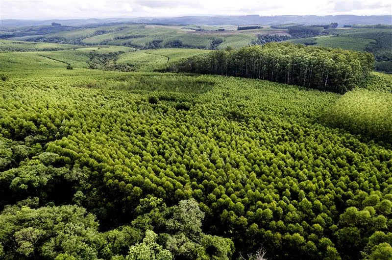  Klabin identifica cerca de 3 mil espécies de fauna e flora em suas áreas florestais. Foto Divulgação