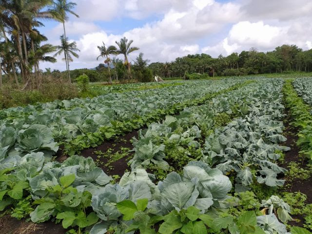 O desenvolvimento do repolho, bem como do feijão de porco como planta de cobertura, ocorre de maneira harmônica, sem concorrência entre as plantas