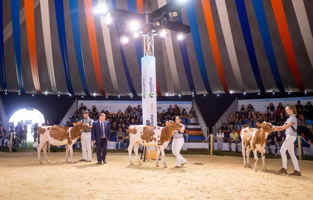 Mais de 550 animais vão participar do julgamento no Agroleite 2025. Foto Divulgação