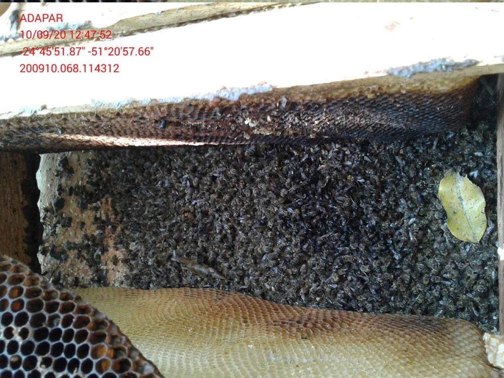 Ao inspecionar os apiários, produtores da Colônia Velha do Ivaí, no interior do município, encontraram as abelhas dizimadas. Estavam mortas dentro e fora das caixas, e com a “língua” para fora. Algumas, ainda vivas, encontravam-se desorientadas e sem reaç