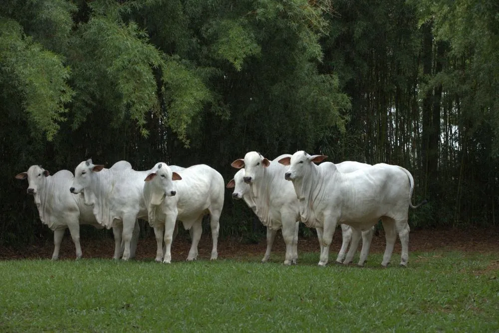 Nutrição de alta qualidade é chave para transformar genética em lucro na pecuária