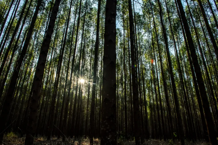 Floresta de eucalipto (José Medeiros)
