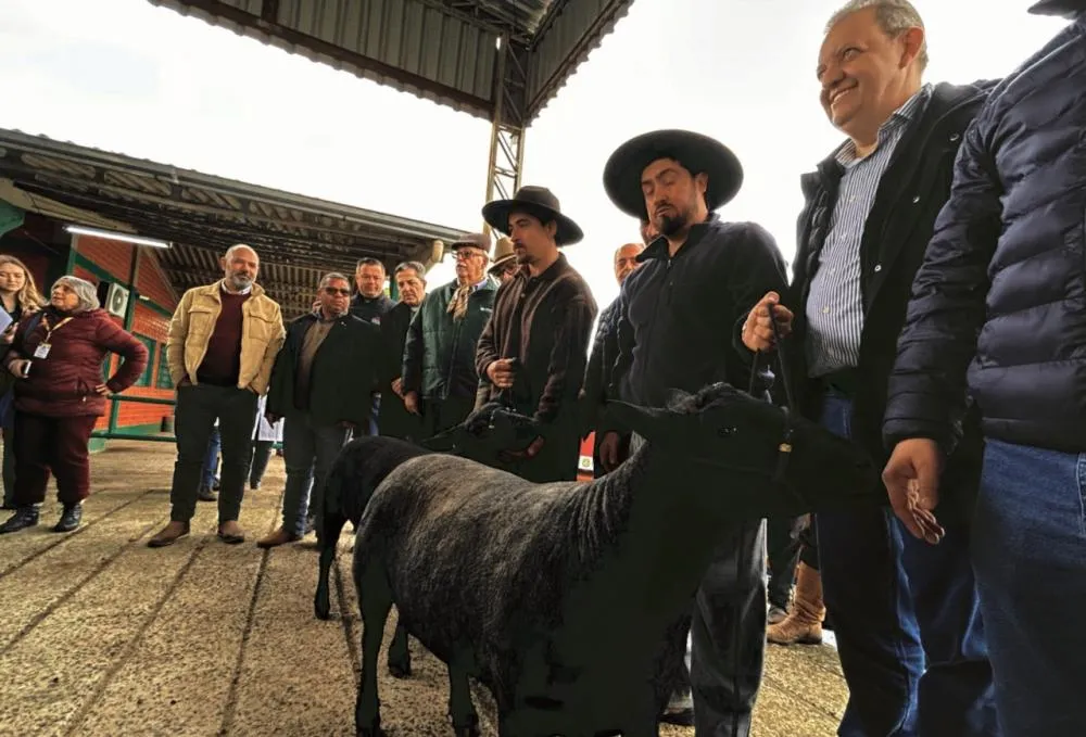 Nestor Tipa Júnior/AgroEffective