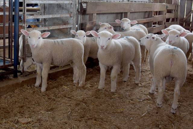 De acordo com dados do Cepea, a maior valorização do cordeiro (11,6%) em 2019 foi registrada no Rio Grande do Sul, com o animal negociado na média de R$ 7,18/kg. No Paraná, a alta no preço foi de 4,9%, com o animal comercializado a R$ 8,32/kg. Foto Tonin