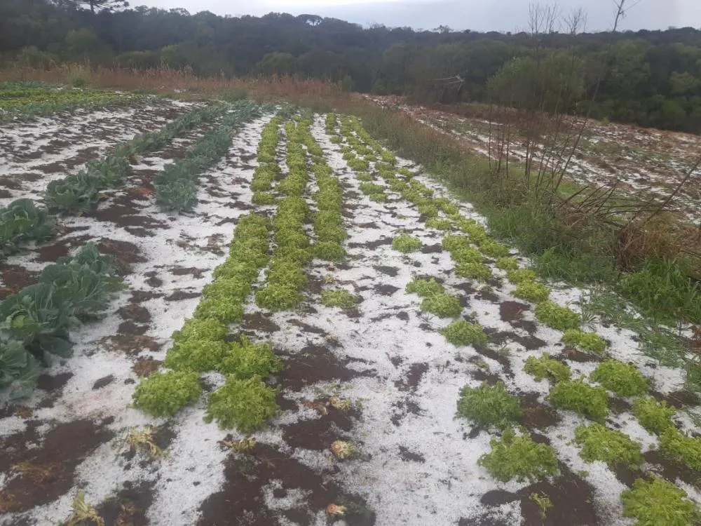 Chuva de granizo destruiu plantações em Castro. Foto Divulgação