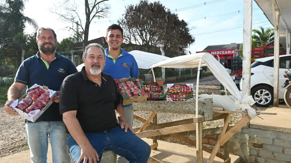 Produtores de Piraí do Sul terão apoio técnico gratuito para fortalecer a produção de morangos.Crédito da Foto: Toninho Anhaia
