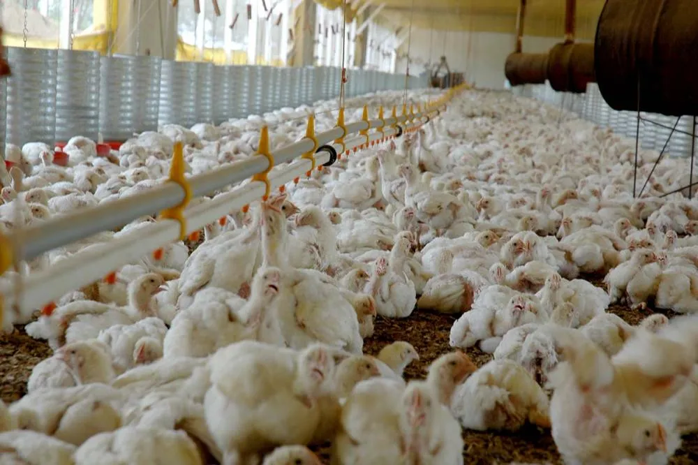 FAO convoca autoridades e especialistas de todo o mundo para diálogo sobre gripe aviária em Foz do Iguaçu, Brasil. Foto Toninho Anhaia