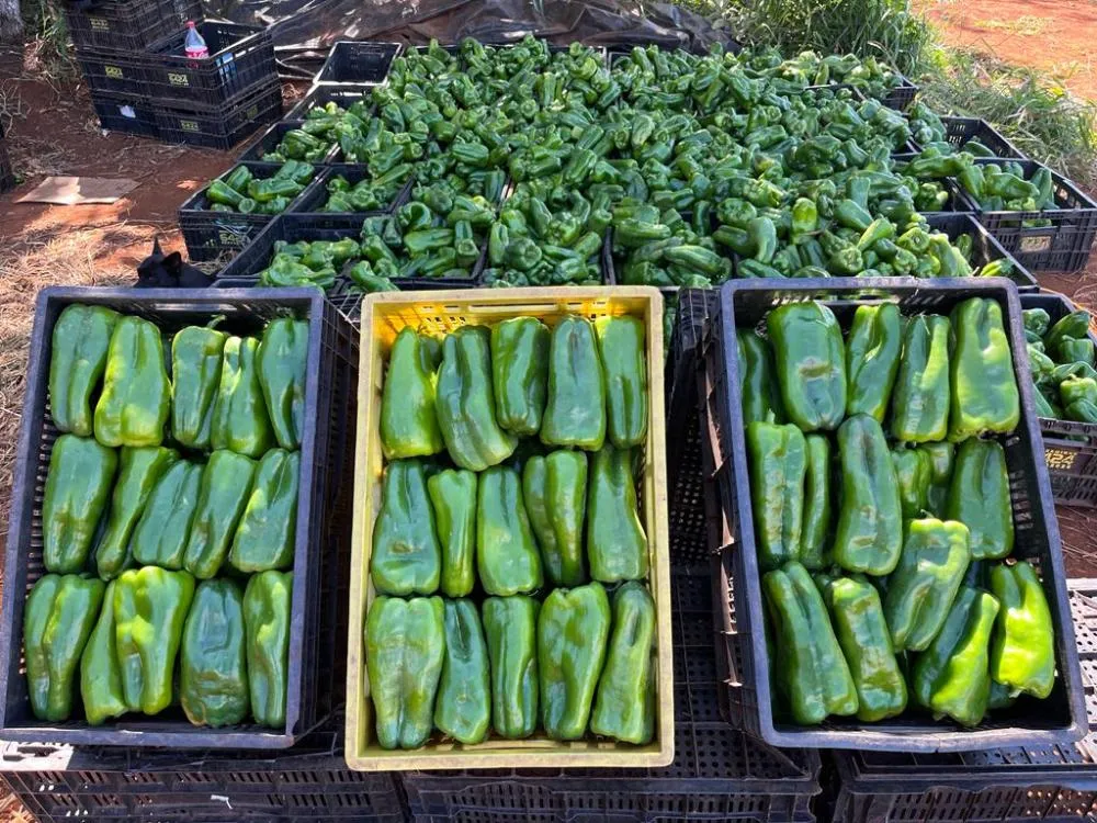 Pimentão mantém alta relevância no Brasil e oferece oportunidades de produtividade e qualidade Topseed Premium