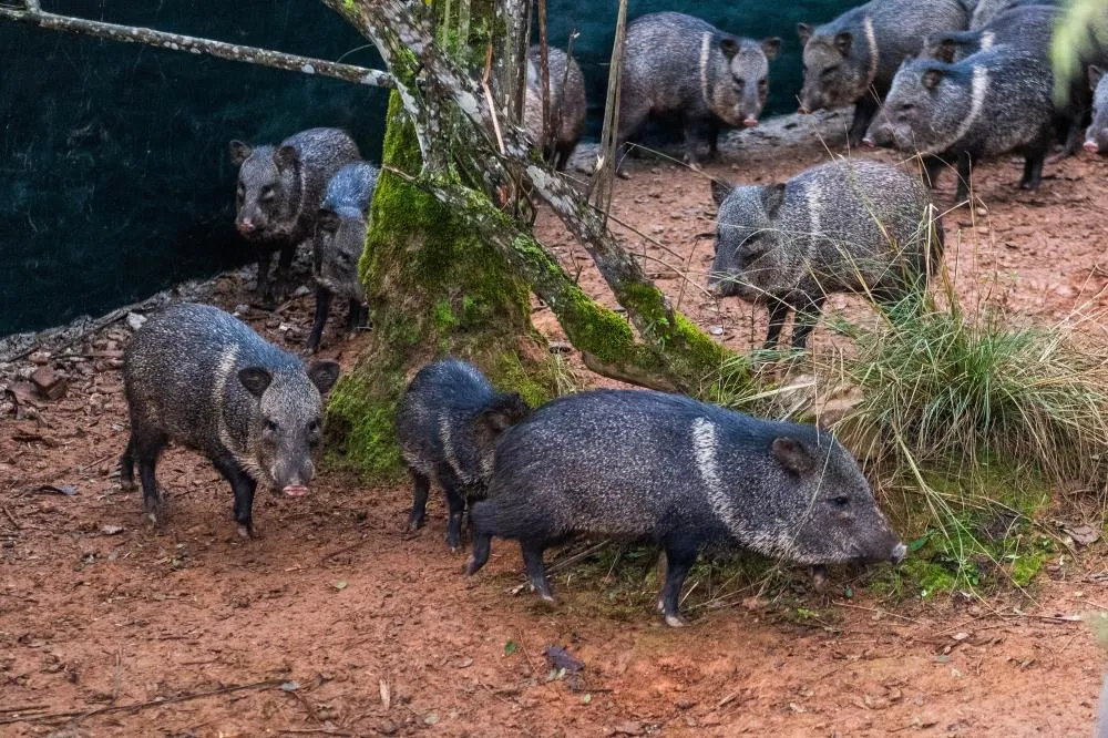 Parceria entre IAT e Criadouro Onça-Pintada já repovoou o Parque das Lauráceas, na Região Metropolitana de Curitiba, com 566 animais, entre queixadas, catetos e quatis Foto: Gabriel Fiori/SEDEST-PR