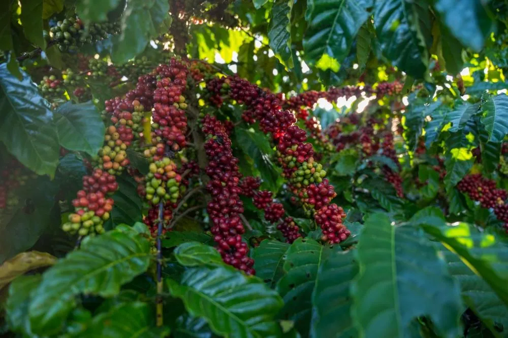 EuroChem reforça liderança em café com presença marcante em Concurso de Qualidade no ES. Foto assessoria.