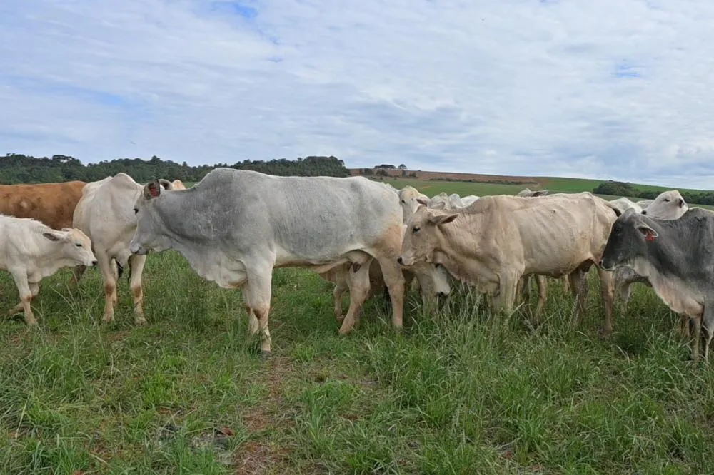 Pela primeira vez na série histórica, desde 1997, foi verificado que a participação das fêmeas em número de animais abatidos superou a dos machos no abate de bovinos. Foto Toninho Anhaia