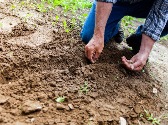 Solo é um sistema vivo, formado da integração entre minerais, ar, água e organismos. Foto: banco de imagens Pexels