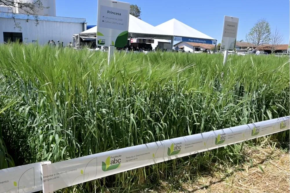 Pesquisadores e produtores discutem avanços da cevada durante o Show Tecnológico Inverno da Fundação ABC em Ponta Grossa. Fotos Toninho Anhaia