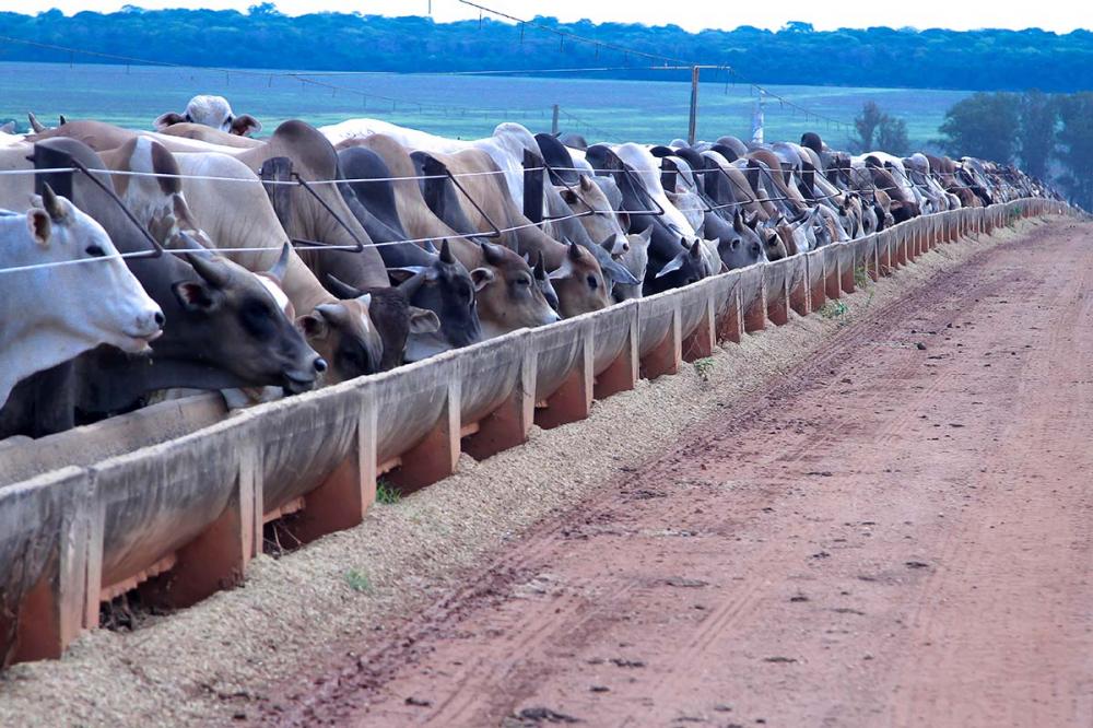 Segundo estimativas, cerca de 6 milhões de animais devem ser terminados no sistema de confinamento em 2020.