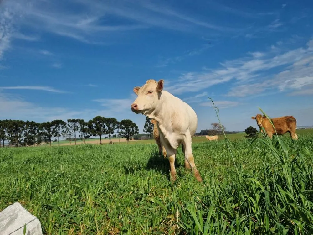Pesquisadores do IDR-Paraná apresentarão inovações em integração lavoura-pecuária durante a II Mostra Tecnológica Fazenda Modelo. Fotos IDR-Paraná