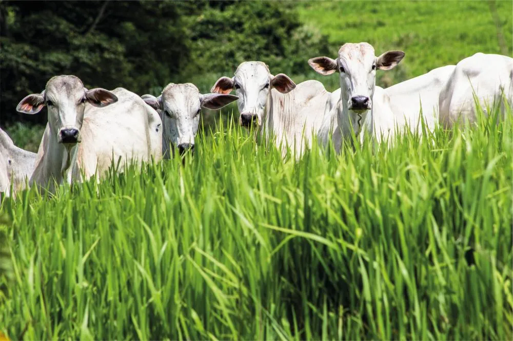 Manejo com óxidos de cálcio e magnésio geram incrementos superiores a 100% em massa verde ou matéria seca. Foto assessoria