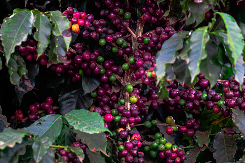 Os destaques da produção agrícola brasileira no 3° trimestre de 2020, segundo o IBGE, foram o café (21,6%), cana (3,5%), algodão (2,5%) e o milho (0,3%). Foto Sistema CNA.