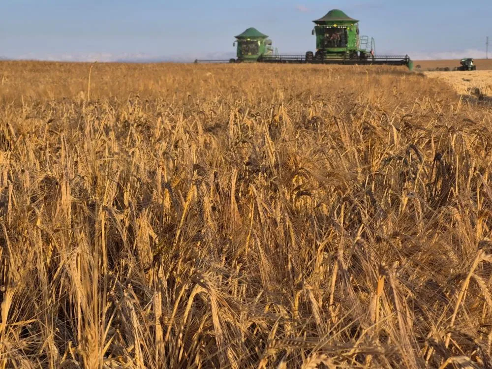 Com 65 anos de história, a Capal conta atualmente com mais de 3,8 mil produtores associados. A área assistida ultrapassa 178 mil hectares. (Crédito: Eliezer Fatiga Solda)