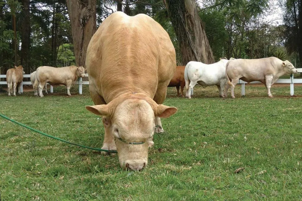 A programação contempla cinco estações temáticas, com demonstrações práticas e apresentação de resultados de pesquisa sobre genética animal Purunã. Foto Toninho Anhaia