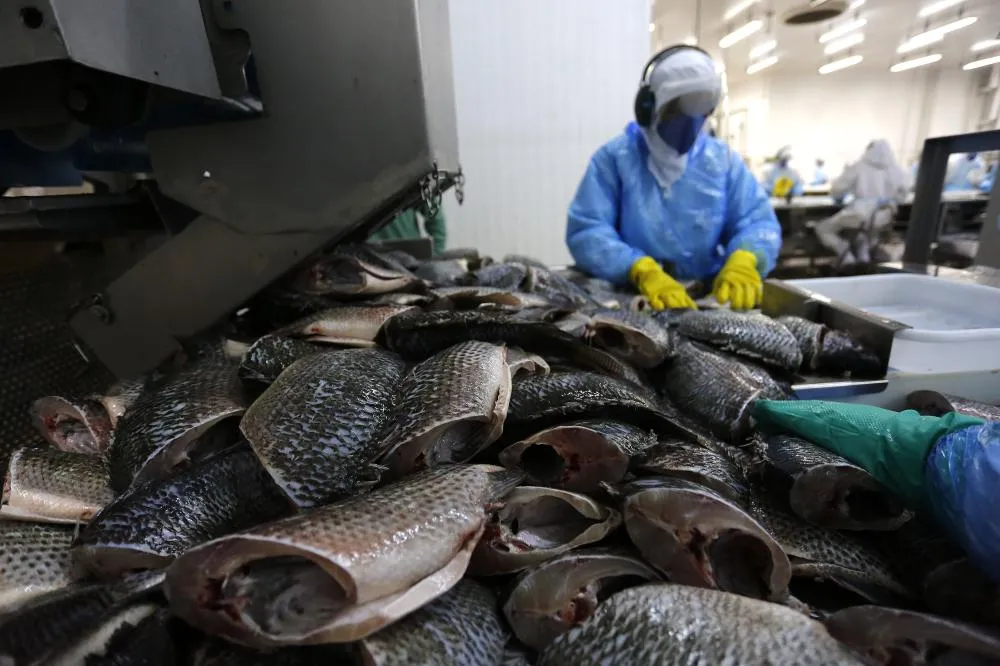 Paraná é responsável por 27% da produção de peixe do País, graças principalmente à criação de tilápia Foto: Jonathan Campos / AEN