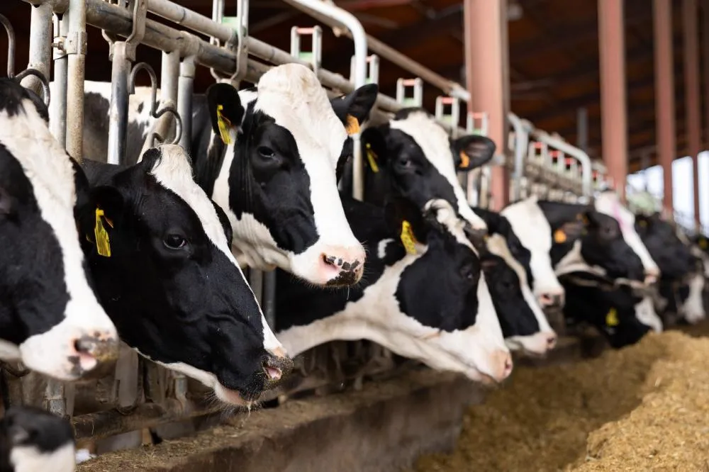 Especialistas e profissionais do setor debatem avanços em podcast criado pela Cargill Nutrição Animal. Foto assessoria
