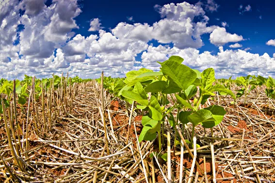 Soja produzida em plantio direto - RRRufino/Arquivo Embrapa Soja