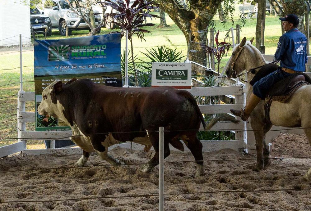 O presidente da ABHB avalia que os criadores fizeram este investimento ao longo da temporada e terão uma valorização futura, seja no animal de genética que vão vender, seja no produto carne com agregação de valor junto ao frigorífico.