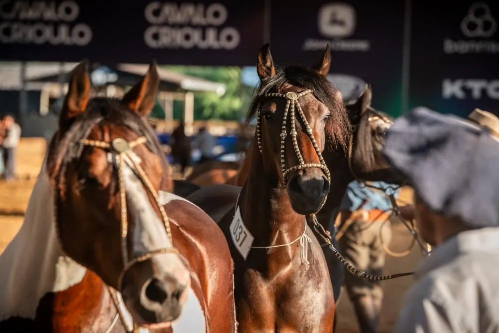 O Paraná concentra a segunda maior manada de animais cadastrados na Associação Brasileira de Criadores de Cavalos Crioulos (ABCCC) e tem sete núcleos ativos.Foto: João Morais