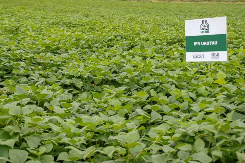 Cultivar de feijão criada pelo IDR-Paraná é destaque em congresso internacional de sementes Foto: IDR-PARANÁ