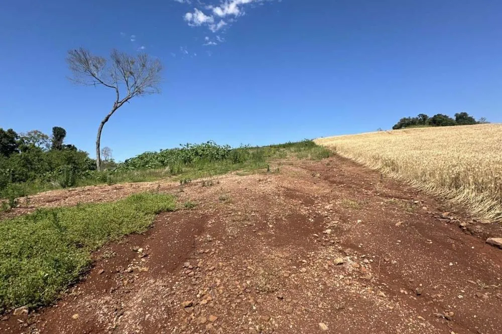 IAT aplica R$ 2,9 milhões em multas ambientais durante a Operação Mata Atlântica. Foto: IAT