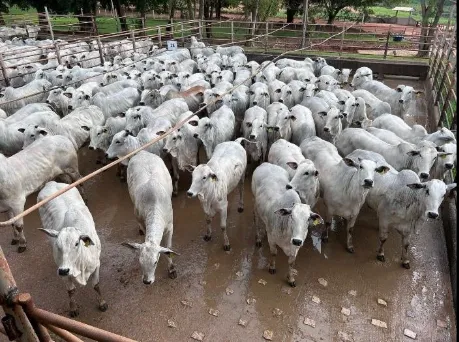 Circuito Nelore de Qualidade: 1.071 animais serão avaliados em Araputanga (MT)    Foto divulgação
